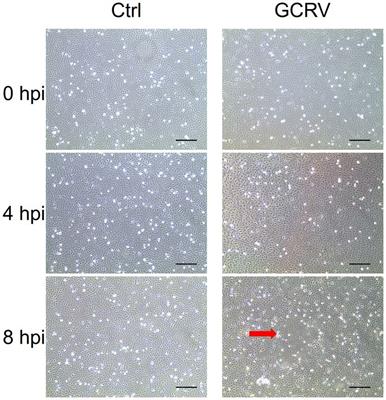 Integrative transcriptome analysis reveals alternative polyadenylation potentially contributes to GCRV early infection